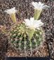 Acanthocalycium klimpelianum
