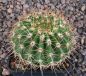 Acanthocalycium klimpelianum