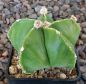 Astrophytum myriostigma nudum