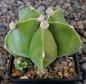 Astrophytum myriostigma nudum