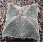 Astrophytum myriostigma quadricostatum