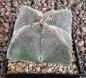 Astrophytum myriostigma quadricostatum