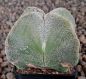 Astrophytum myriostigma quadricostatum