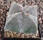 Astrophytum myriostigma quadricostatum