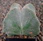 Astrophytum myriostigma quadricostatum