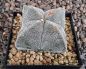 Astrophytum myriostigma quadricostatum