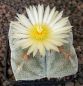 Astrophytum myriostigma quadricostatum Onzuka