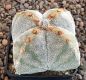 Astrophytum myriostigma quadricostatum Onzuka
