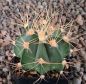 Astrophytum senile aureum
