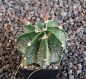 Astrophytum senile Viesca