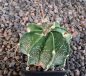 Astrophytum senile Viesca
