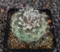 Copiapoa