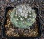 Copiapoa