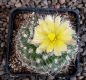 Copiapoa