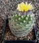 Copiapoa