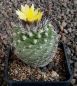 Copiapoa