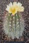 Copiapoa grandiflora