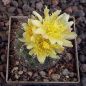 Copiapoa humilis