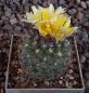 Copiapoa humilis