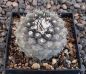 Copiapoa humilis