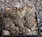 Copiapoa humilis