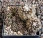 Copiapoa humilis