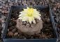 Copiapoa hypogaea