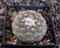 Copiapoa hypogaea