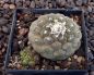 Copiapoa hypogaea