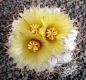 Coryphantha