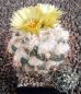 Coryphantha