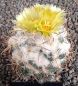 Coryphantha