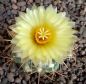 Coryphantha asterias