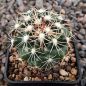 Coryphantha asterias