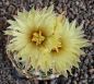 Coryphantha bumamma