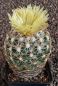 Coryphantha bumamma