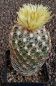 Coryphantha bumamma