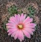 Coryphantha macromeris