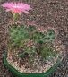 Coryphantha macromeris