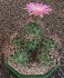 Coryphantha macromeris