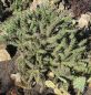 Cylindropuntia viridiflora SB957