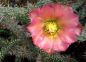 Cylindropuntia viridiflora SB957