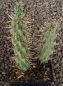 Cylindropuntia viridiflora SB957