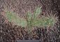 Cylindropuntia viridiflora SB957