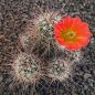 Echinocereus canyonensis toroweapensis MAO39