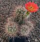 Echinocereus canyonensis toroweapensis MAO39