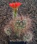 echinocereus canyonensis toroweapensis MAO39