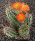 Echinocereus coccineus