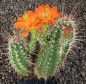 Echinocereus coccineus