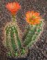 Echinocereus coccineus
